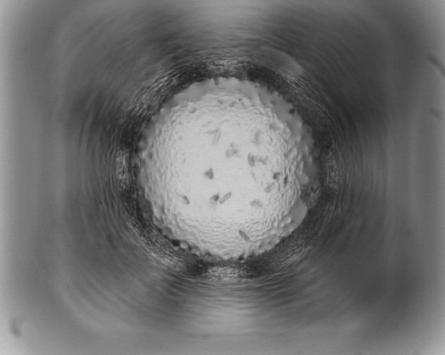 X0000100410699200806201759