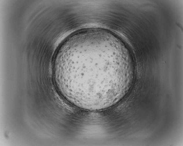 X0000100410839200806201757