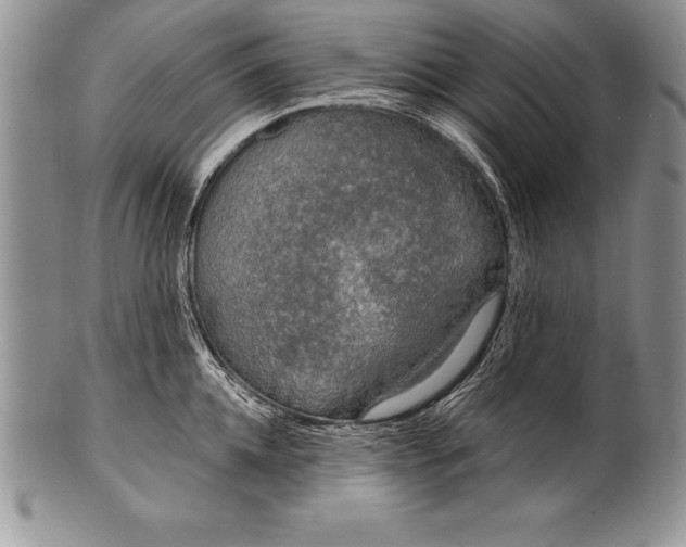 X0000100410952200806201756