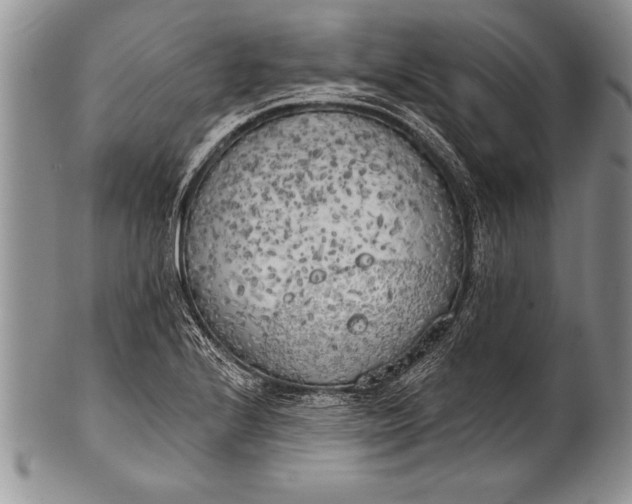 X0000100411224200806201751