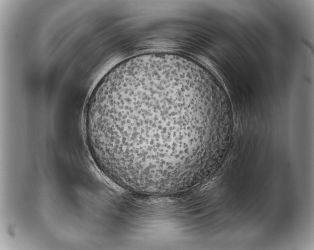 X0000100411243200806201752