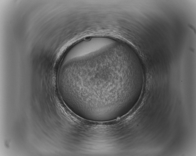 X0000100411506200806201747