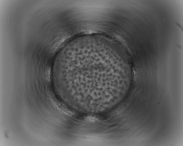 X0000100410596200806271445