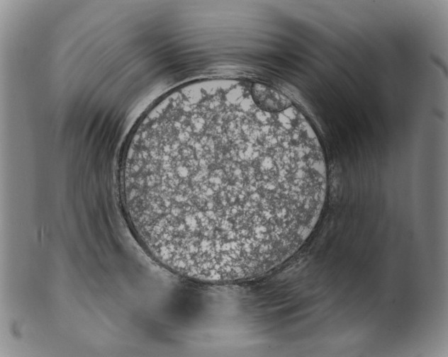 X0000100411091200806271438