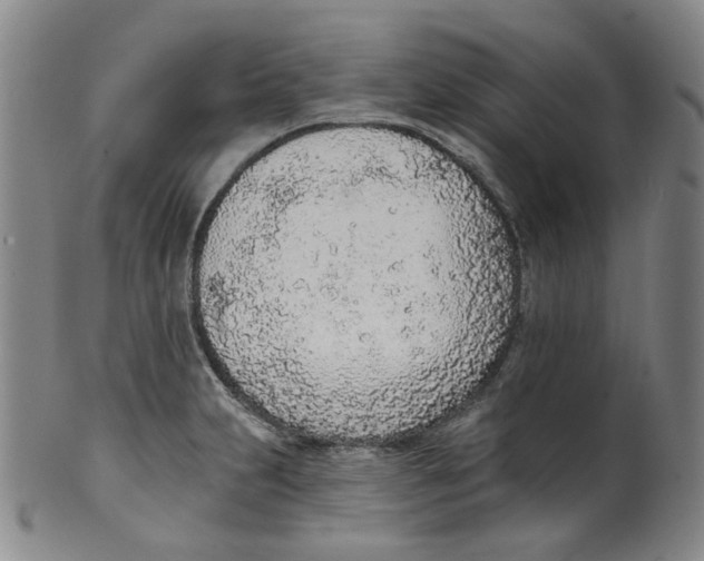 X0000100411231200806271436