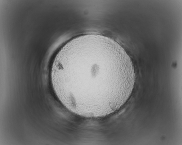X0000100410343200807032043