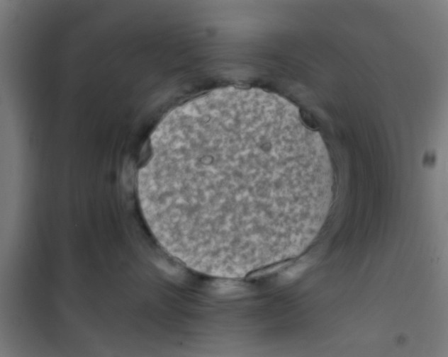 X0000100410528200807032041