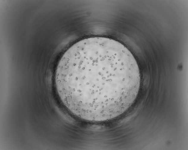 X0000100410542200807032040