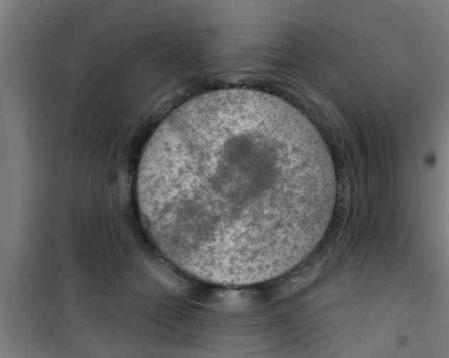 X0000100410558200807032040