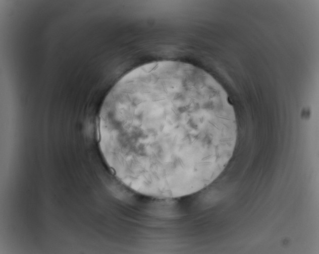 X0000100410576200807032040
