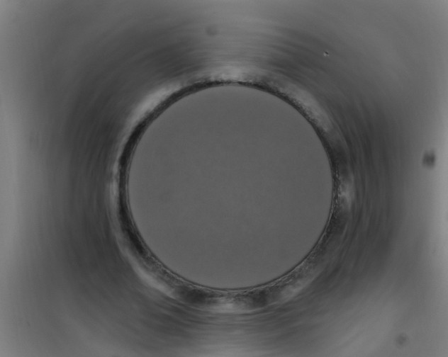 X0000100410678200807032038