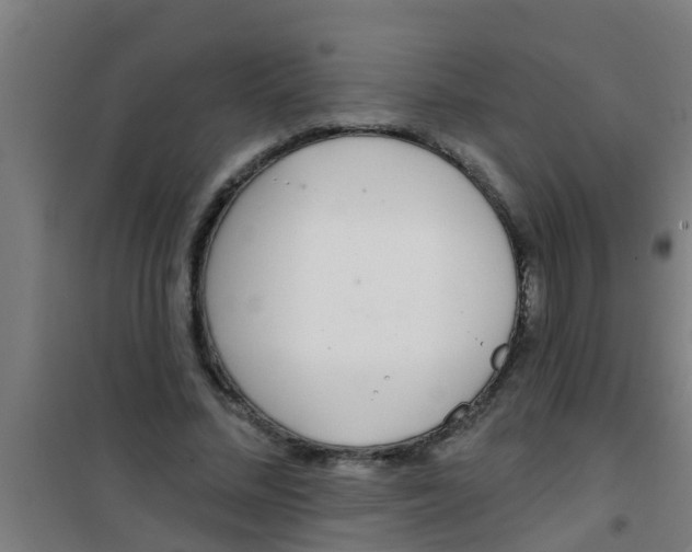 X0000100410684200807032038
