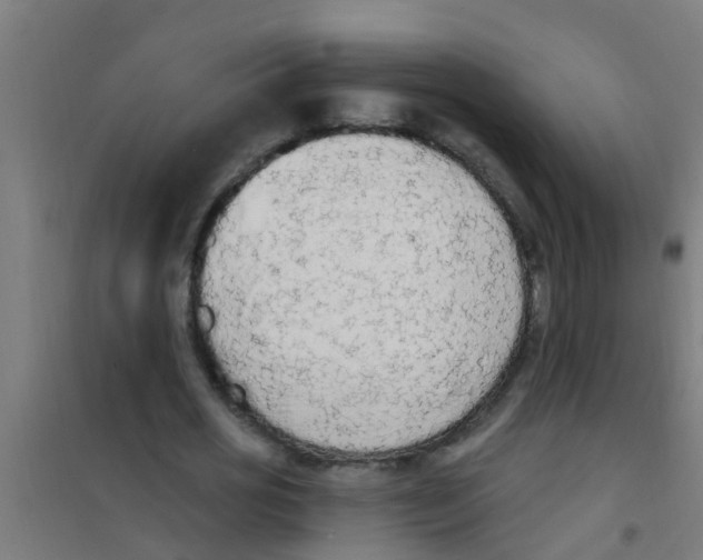 X0000100410725200807032036
