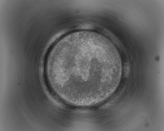 X0000100410726200807032036
