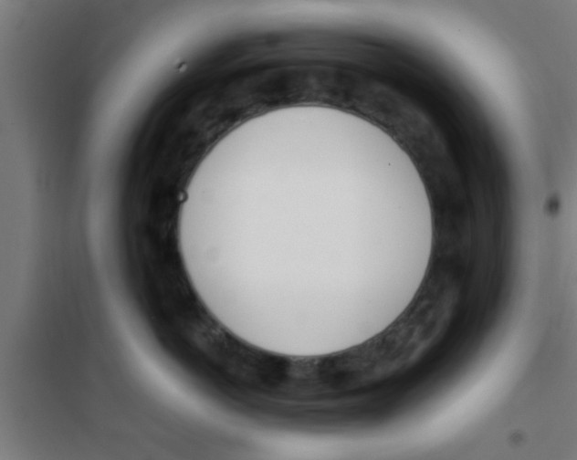 X0000100410766200807032037