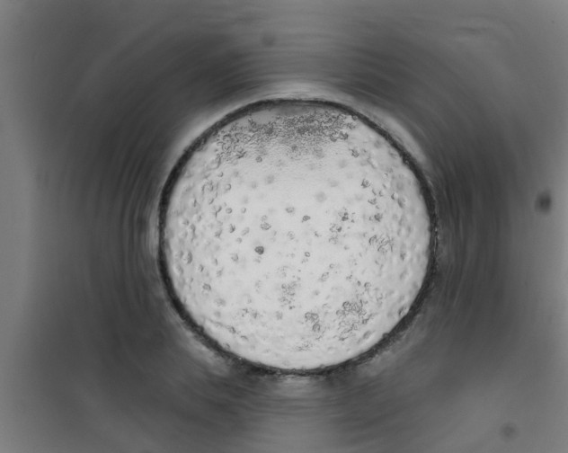 X0000100410839200807032035