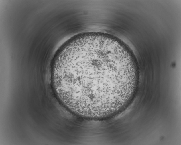 X0000100410925200807032034