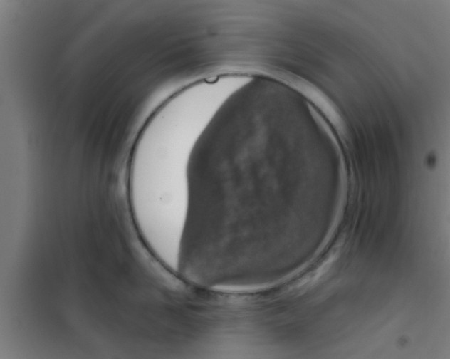 X0000100410958200807032034