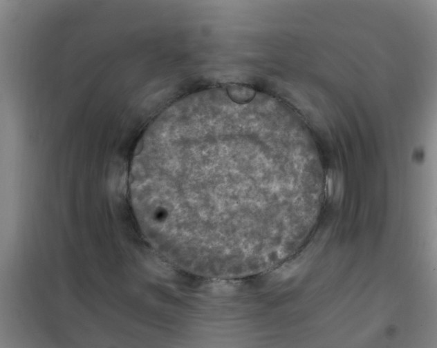X0000100411251200807032029