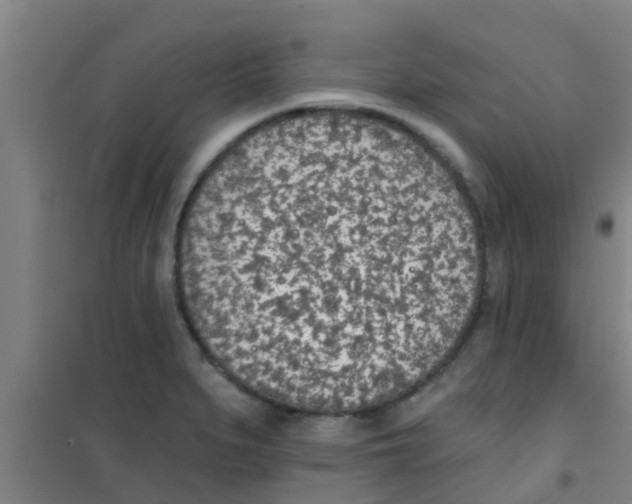 X0000100411279200807032029