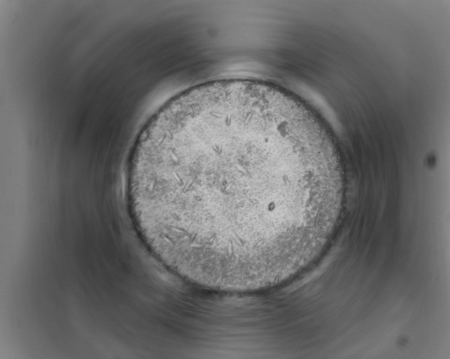 X0000100411419200807032027