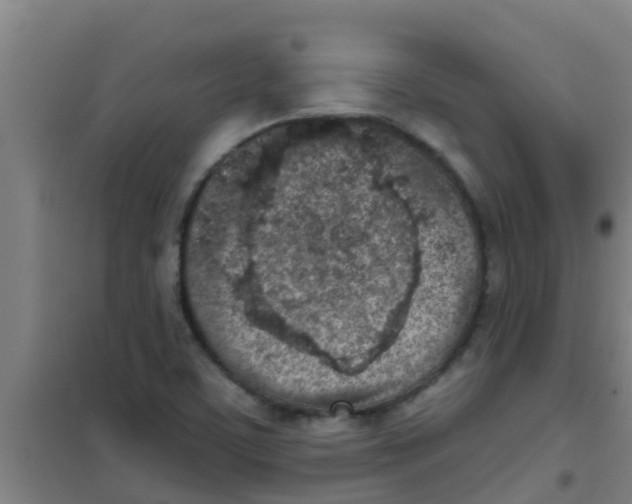 X0000100411459200807032026