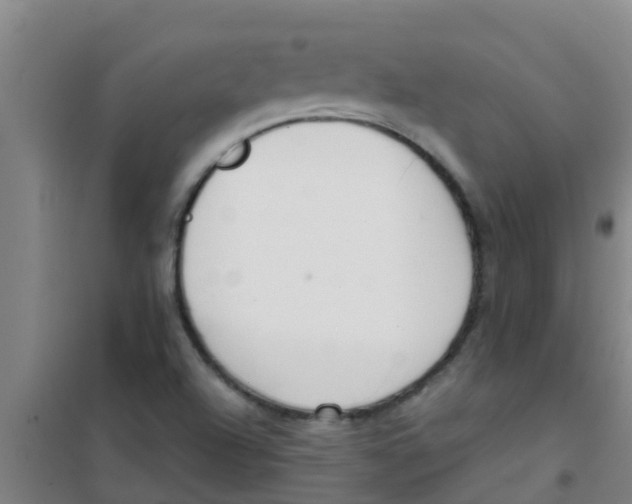 X0000100411504200807032025