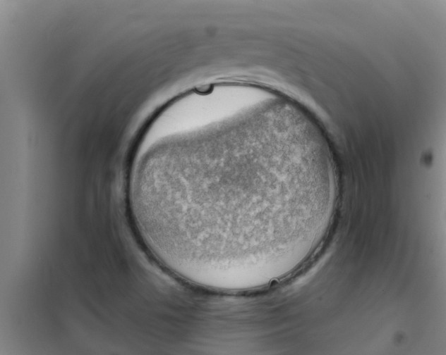 X0000100411506200807032025