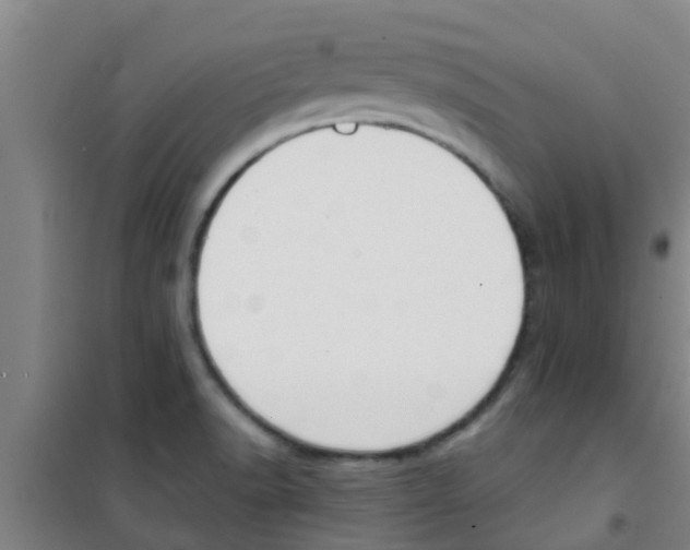 X0000100411518200807032025