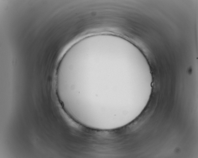 X0000100411524200807032025