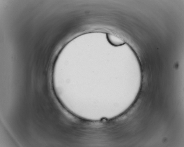 X0000100411525200807032025