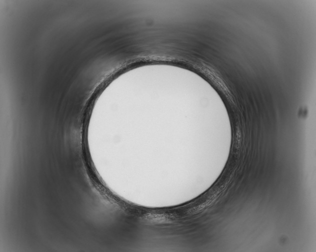 X0000100420534200806060950