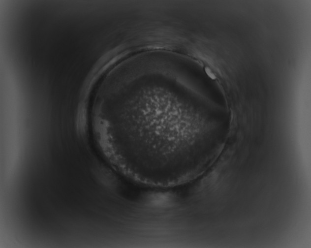 X0000100420247200806061409