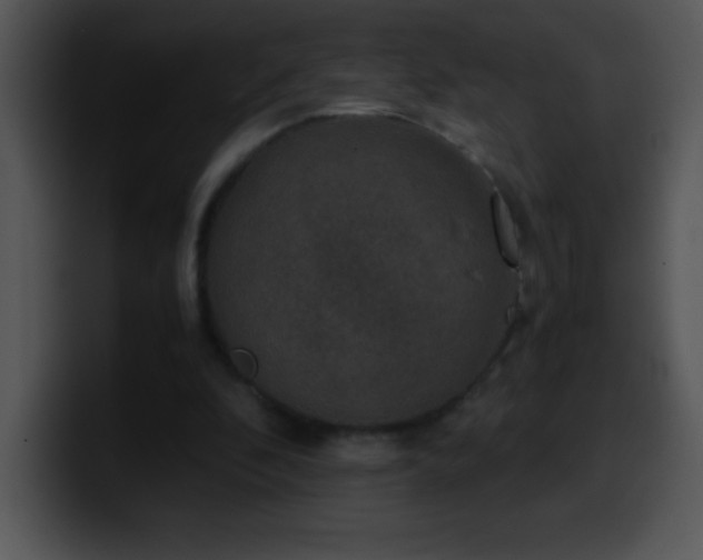 X0000100420296200806061409