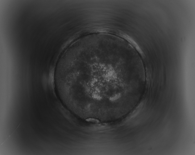 X0000100420386200806061407