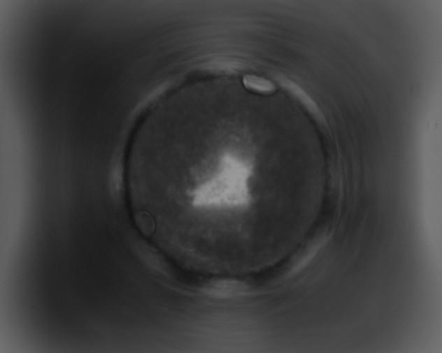 X0000100420399200806061407
