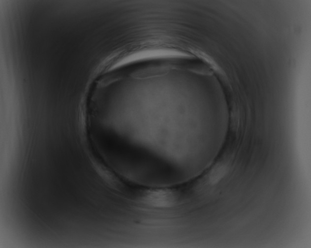 X0000100420446200806061406