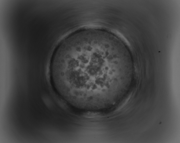 X0000100420487200806061406