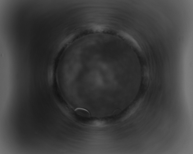X0000100420496200806061406