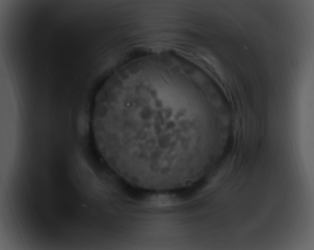 X0000100420499200806061406