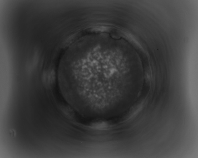 X0000100420551200806061405