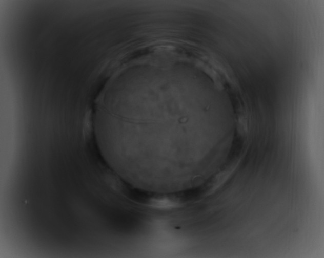 X0000100420561200806061405