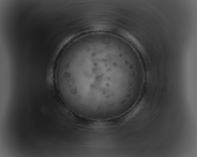 X0000100420875200806061401