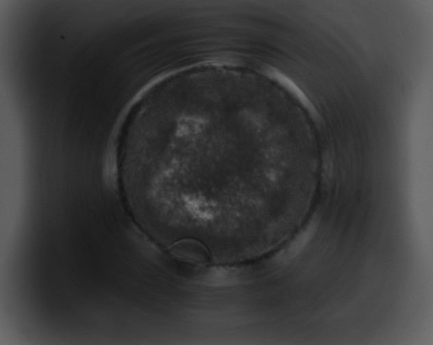 X0000100420923200806061359