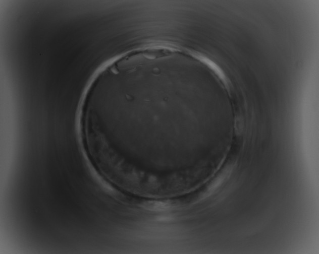 X0000100420995200806061359