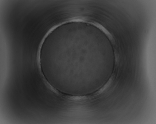 X0000100421240200806061356