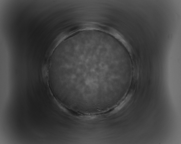 X0000100421385200806061353