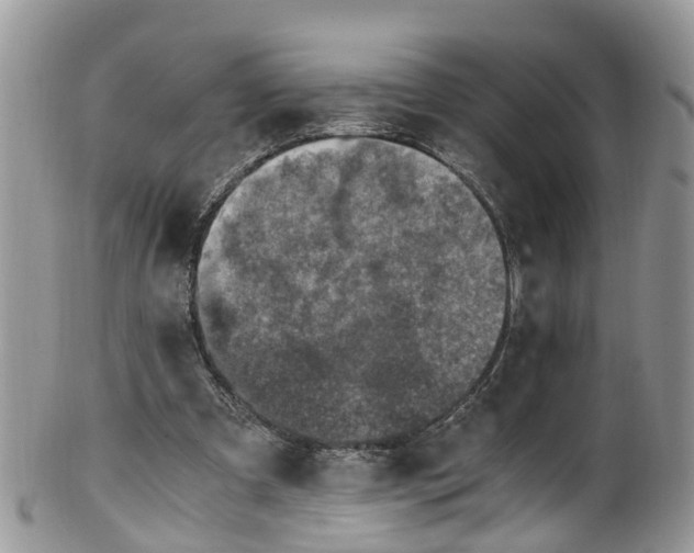 X0000100420297200806131105