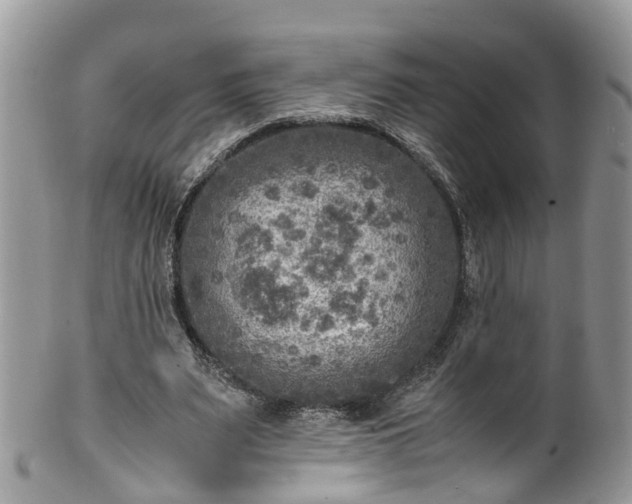 X0000100420487200806131102