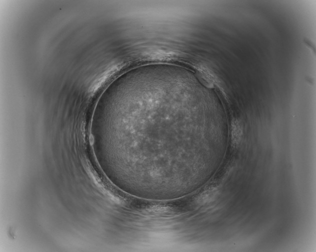 X0000100420581200806131101